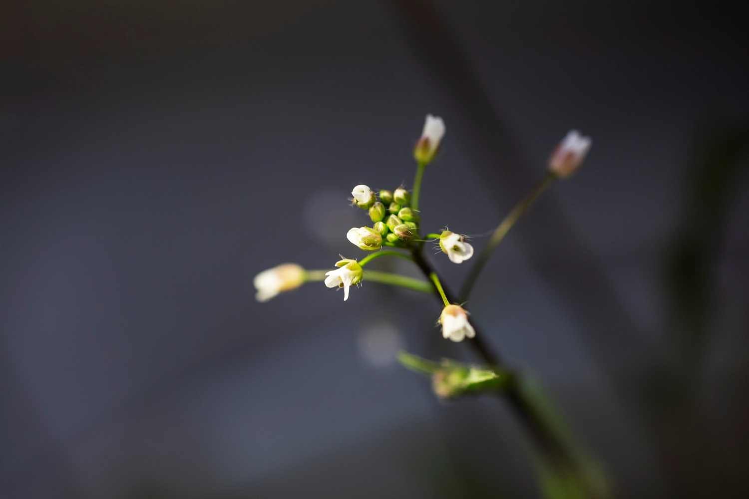 Assortment of beautiful blurred flowers in nature